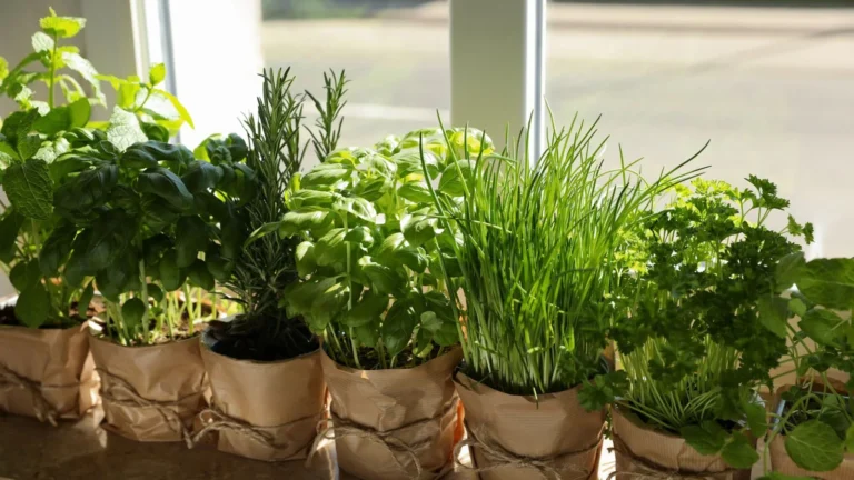 I Tried Growing Herbs Indoors — My Honest Results