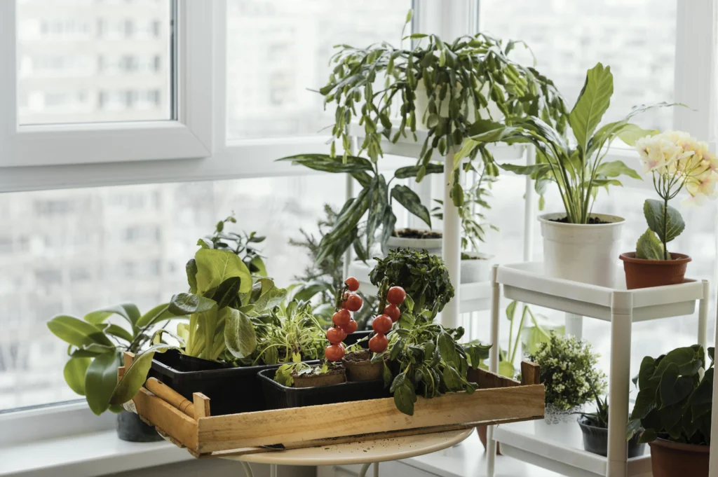 Small Balcony Garden