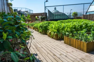 Terrace Garden Ideas