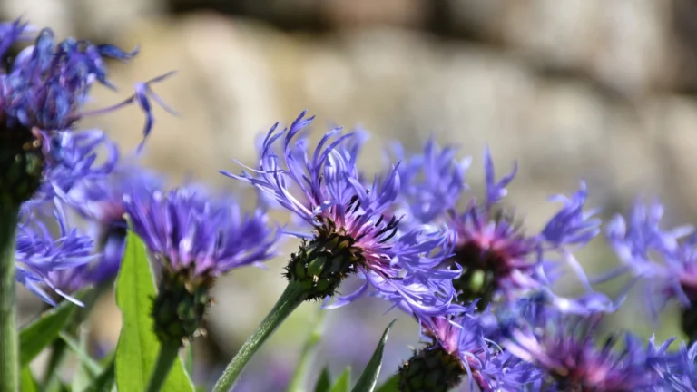 14 Stunning Flowers That Actually Bloom in Winter