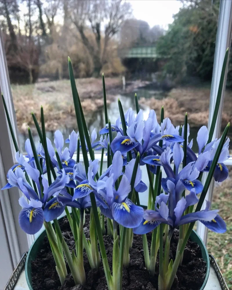 Algerian Iris