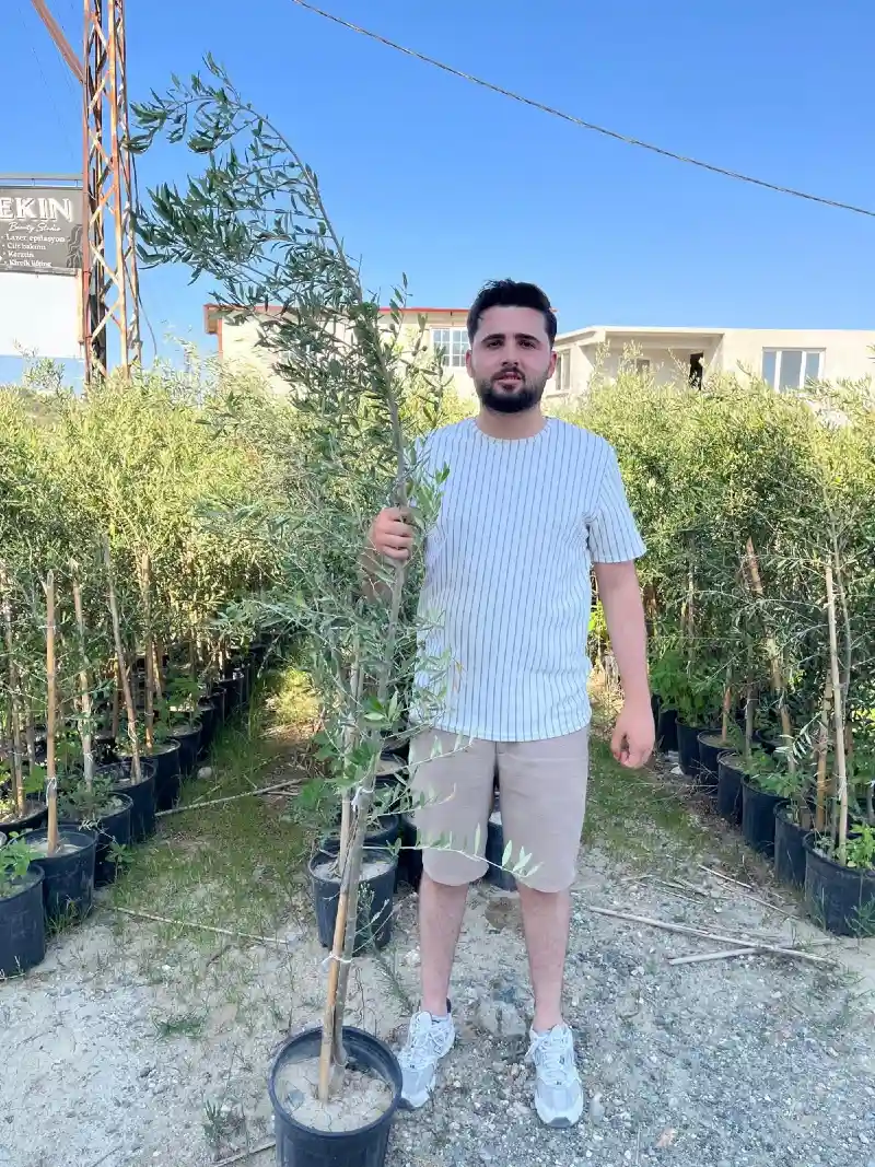 Arbequina Olive
