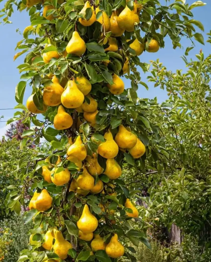 Bartlett Pear