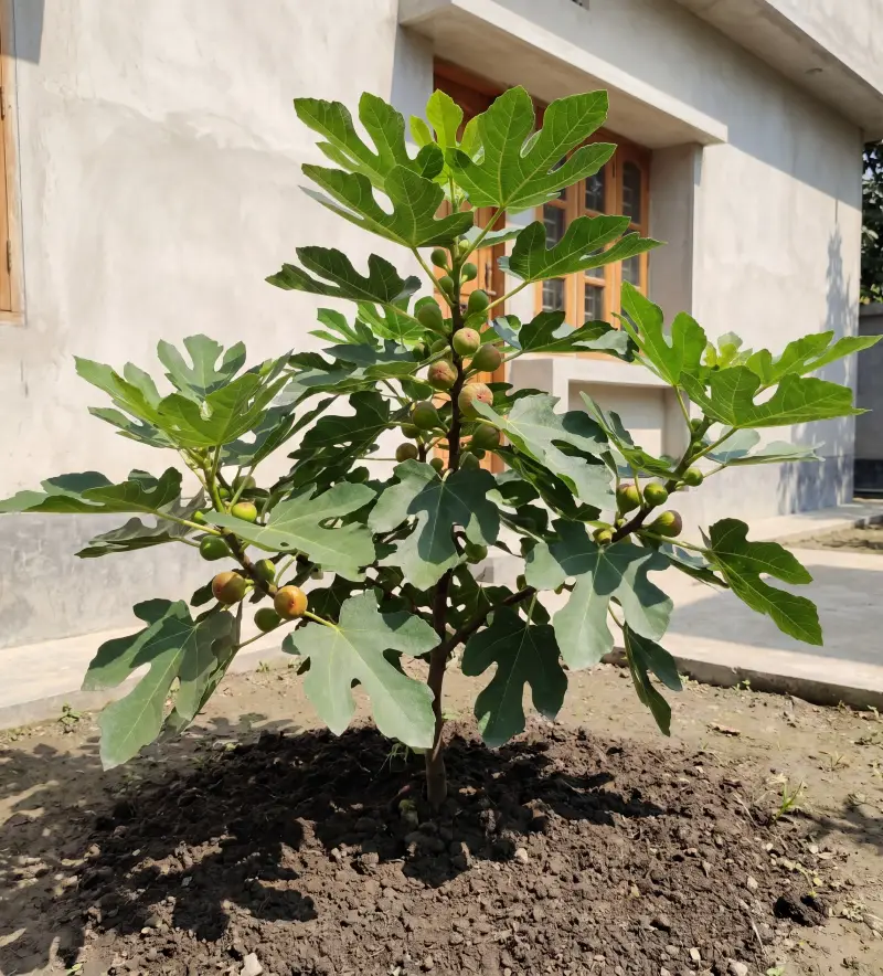 Brown Turkey Fig