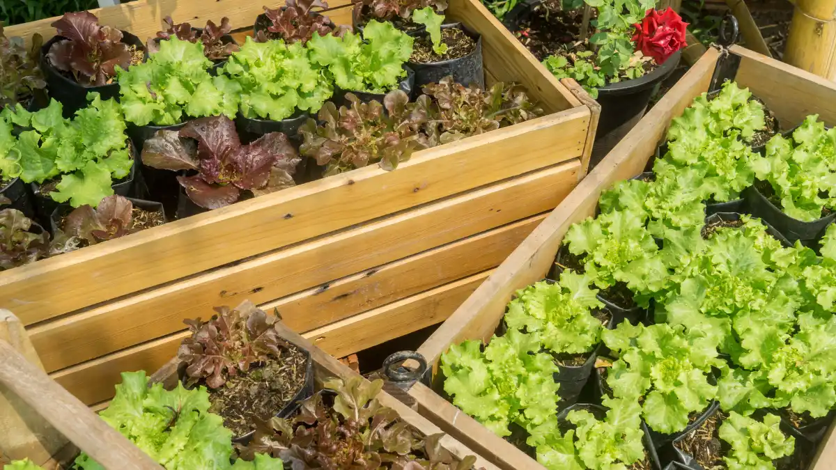Build a 4x4 Salad Box for Quick First Harvests