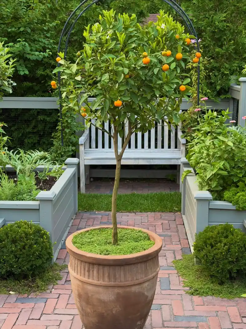 Calamondin Orange