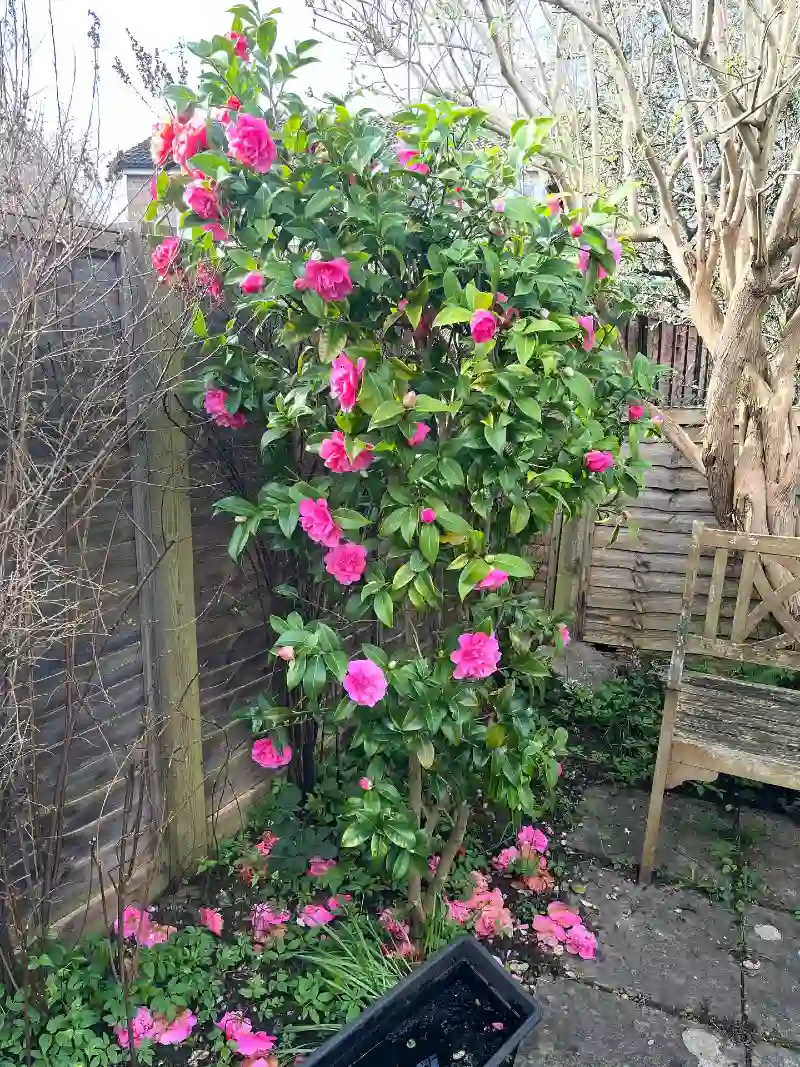 Camellia