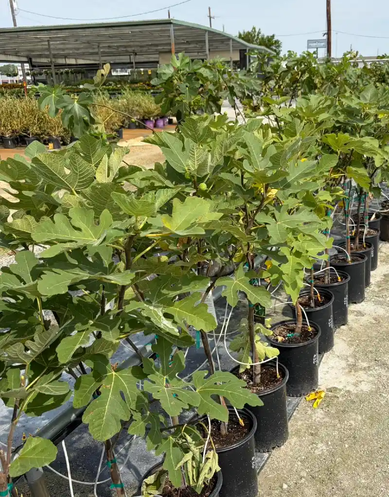 Celeste Fig