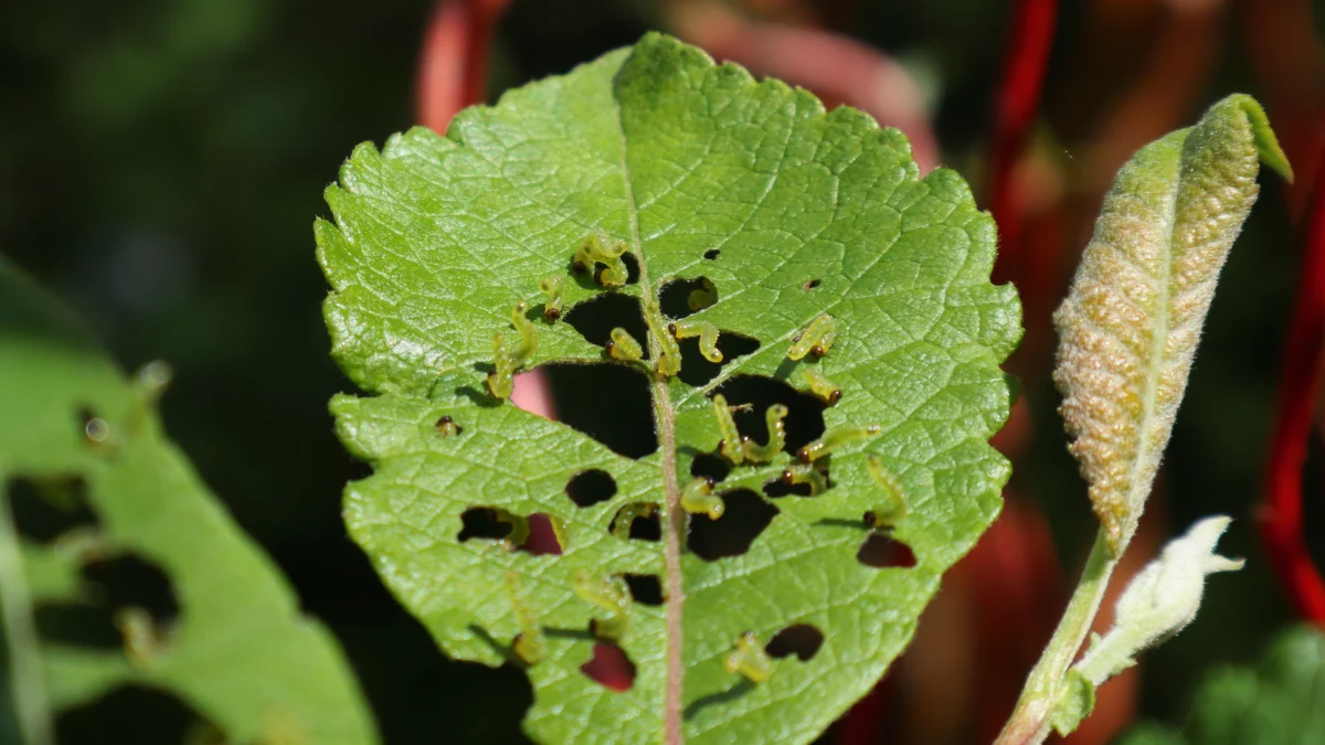 Clean and Prune to Stop Winter Pests