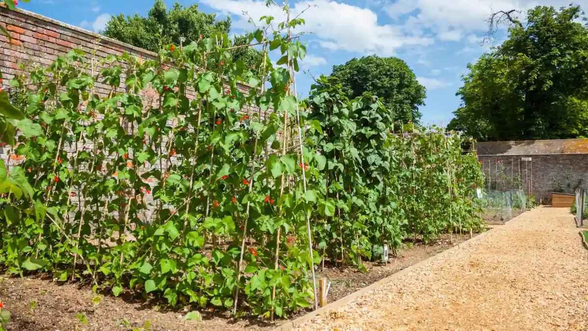 Dedicate a Spring Brassica Bed to Beat the Heat