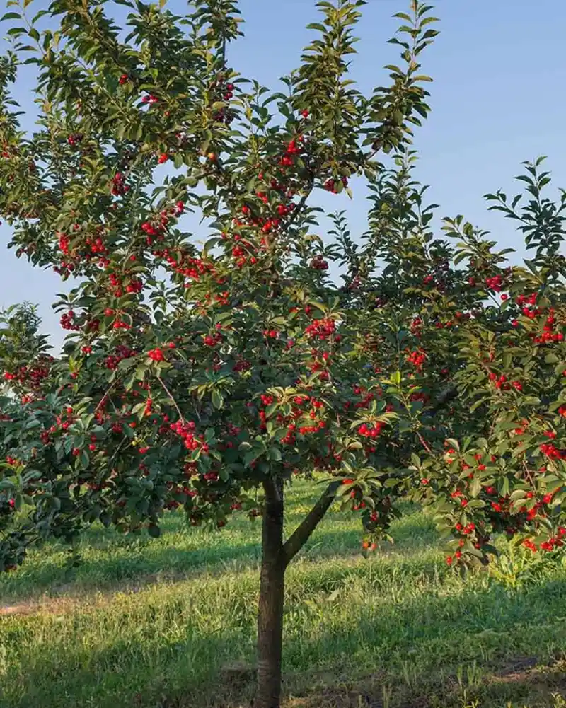 Dwarf Stella Cherry