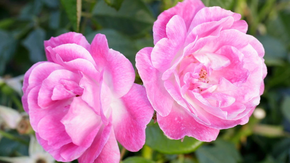 Easy Fix to Get Blooms Next Year