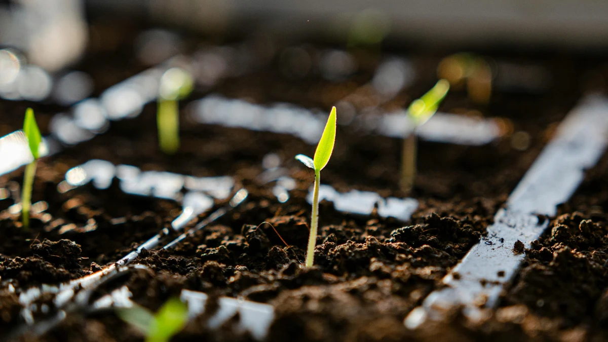 Forgetting to Thin the Seedlings