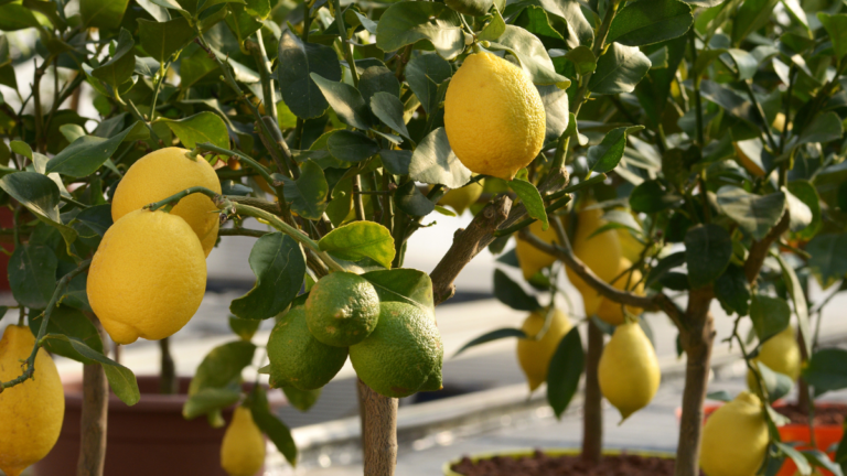 16 Best Fruit Trees for Small Gardens and Tiny Yards