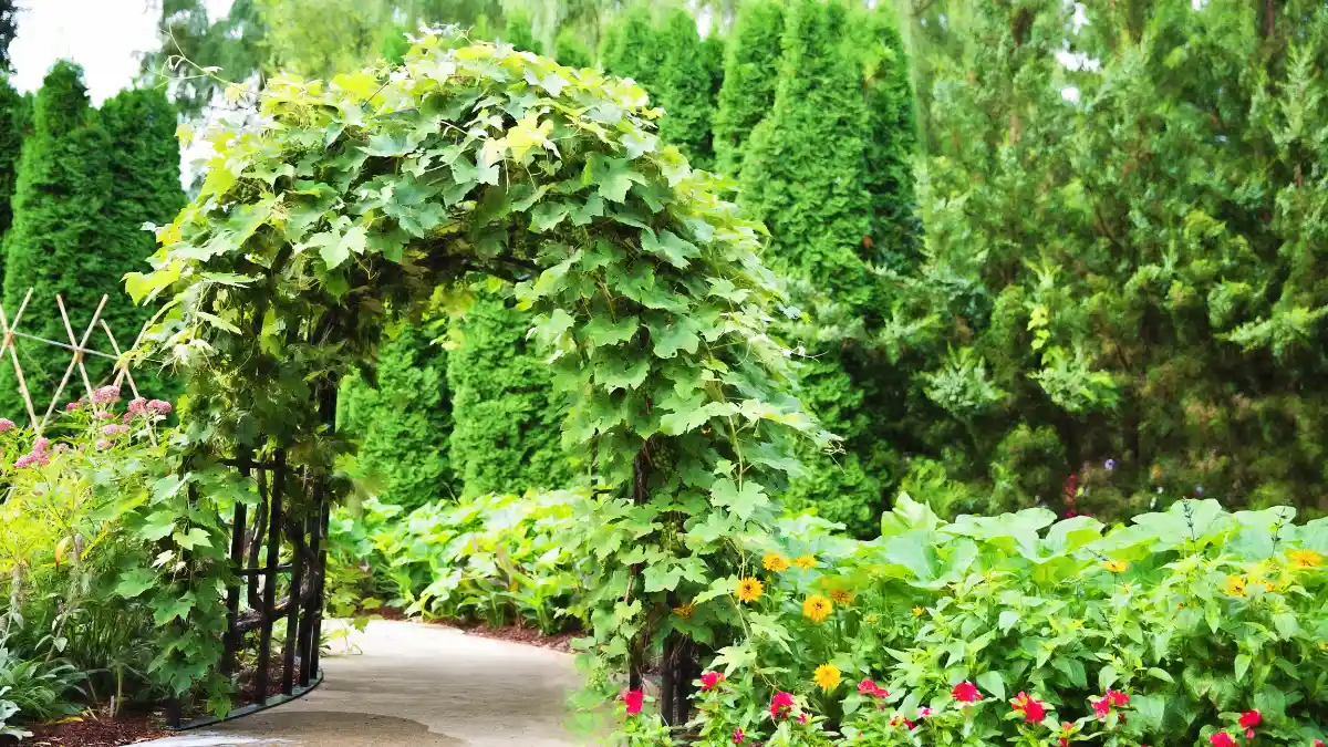 Go Vertical on a Trellis to Save Ground Space