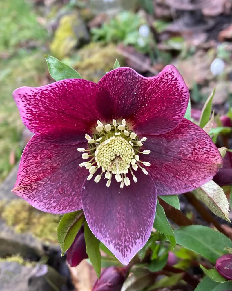 Hellebore