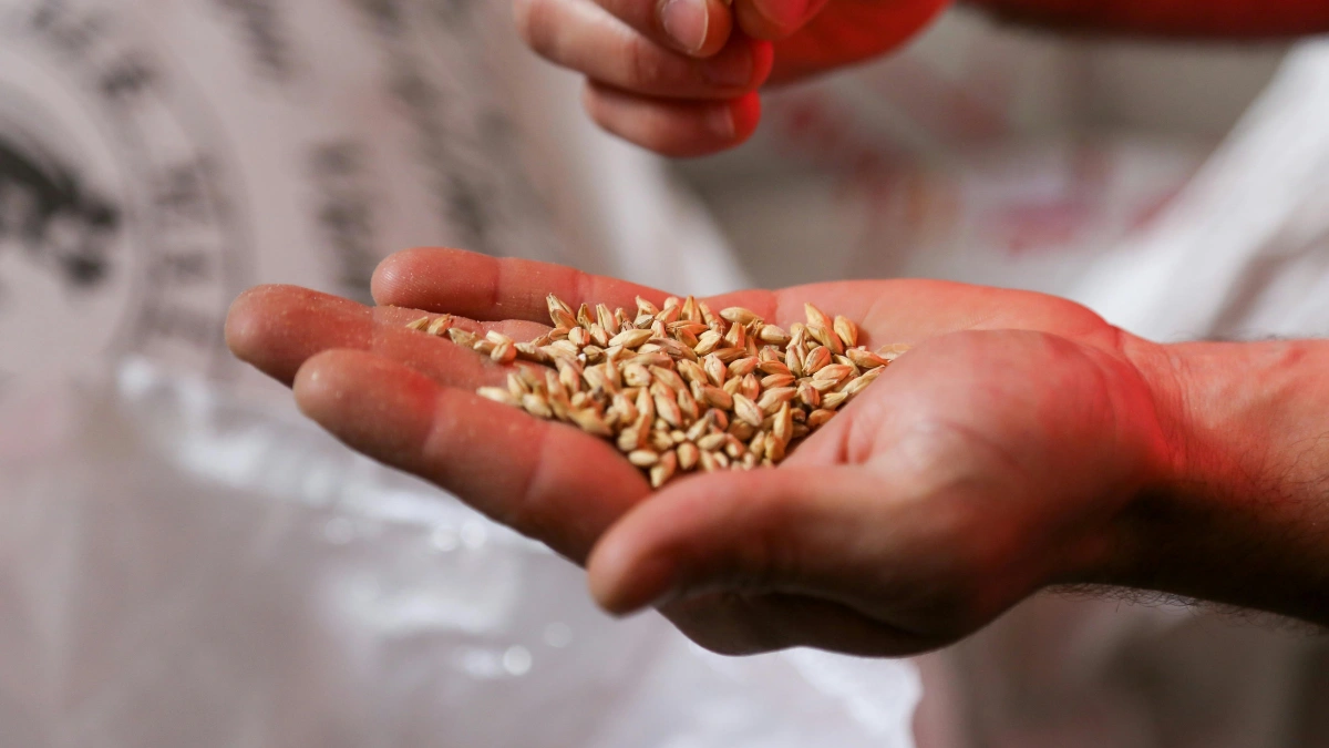 How Do You Check Out Free Seeds from a Library?