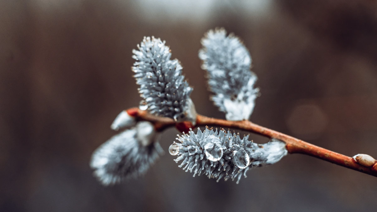 How Winter Cold Kills Flower Buds
