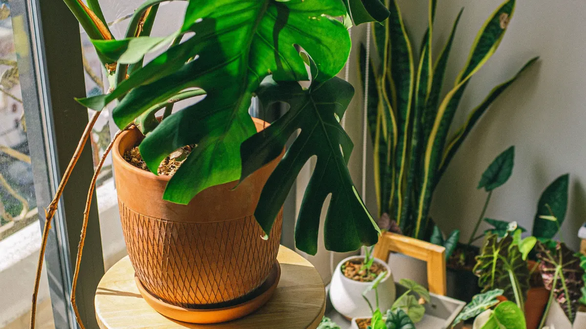 How to Move Your Plants Outside Safely