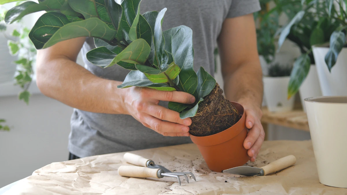 How to Overwinter Plants in Pots So They Come Back in Spring
