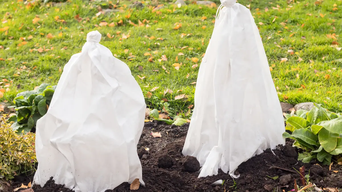 How to Protect Plants From Frost Overnight With Things You Already Have