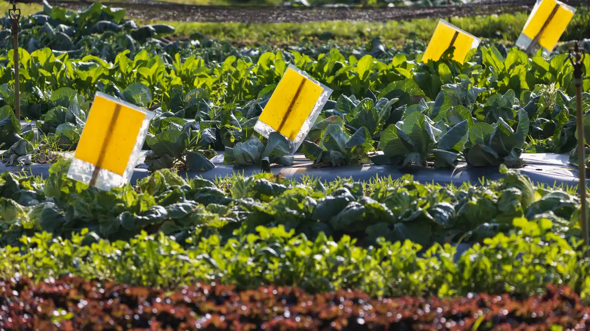 Interplant Veggies With Flowers to Trap Pests
