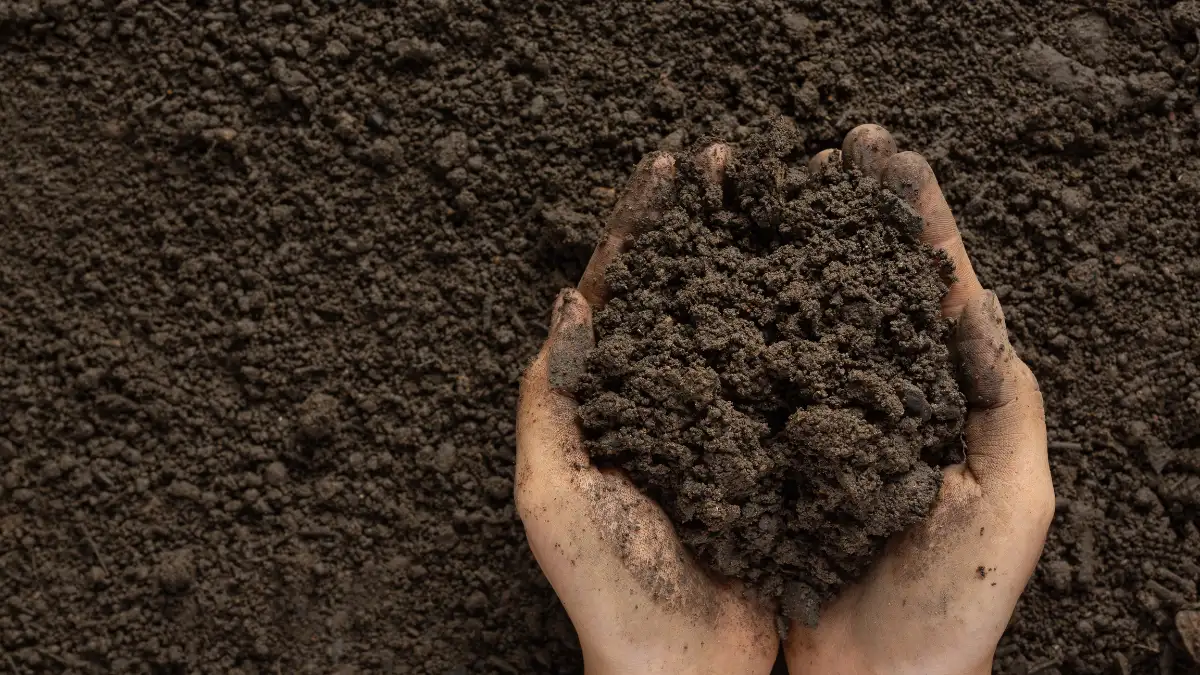 Keeping the Soil Too Cold
