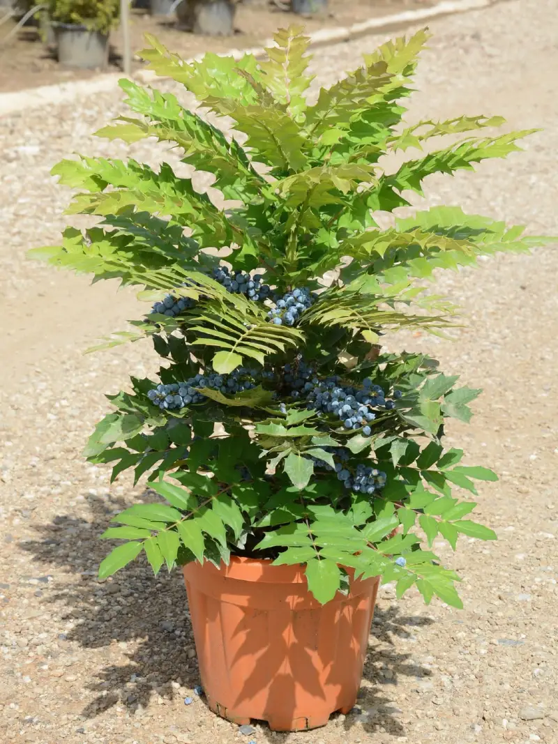 Mahonia