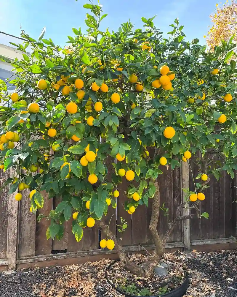 Meyer Lemon