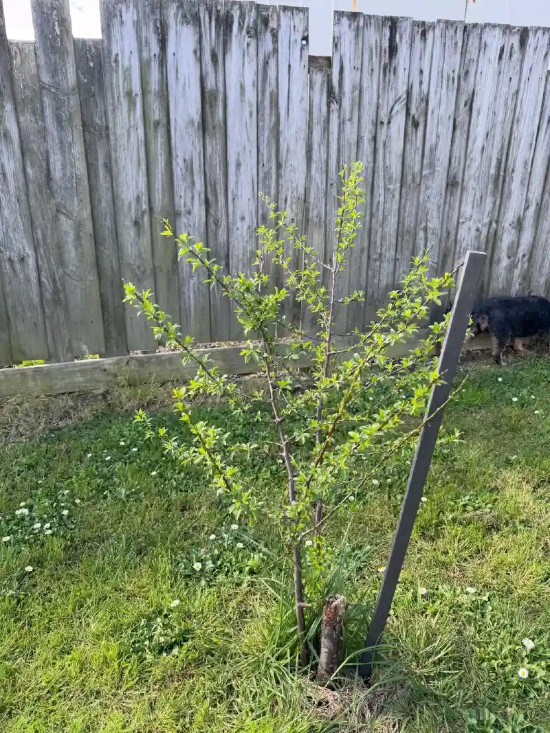 Moorpark Apricot