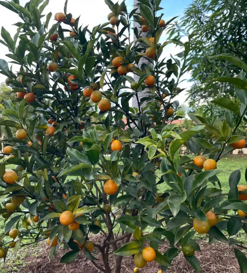 Nagami Kumquat