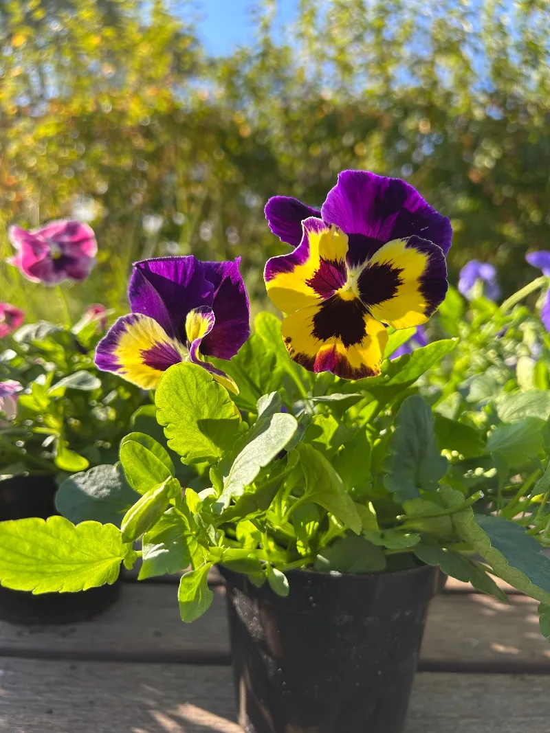 Pansy