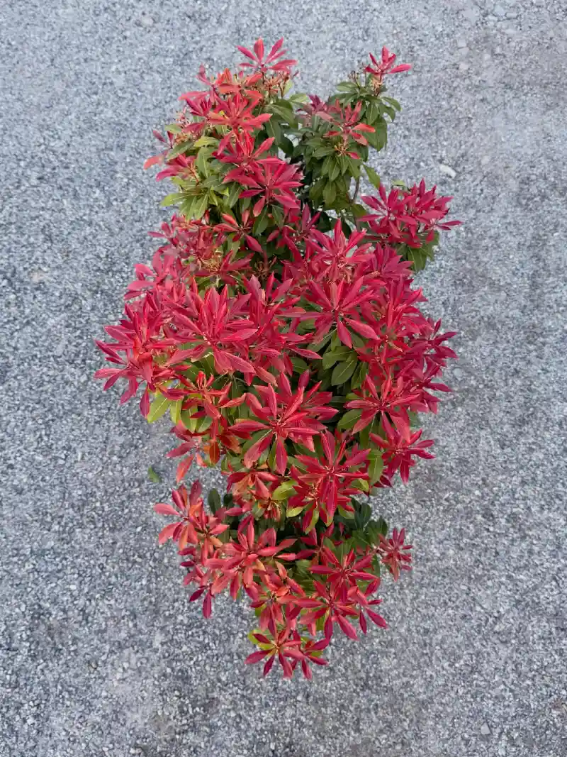 Pieris Japonica