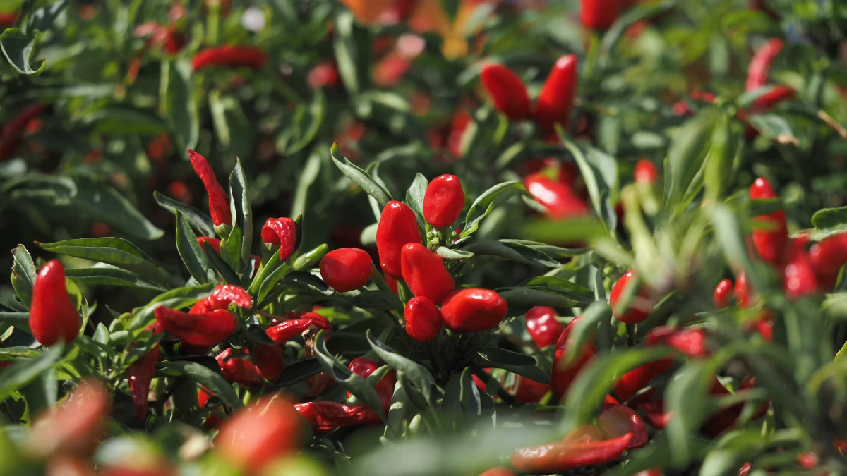 Plant a Pepper Grid for Big Summer Yields