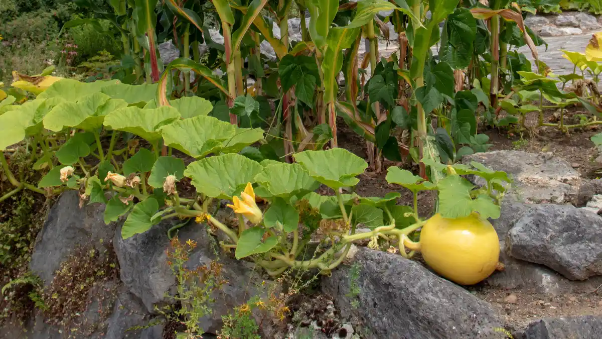 Plant the Three Sisters Method for Natural Support