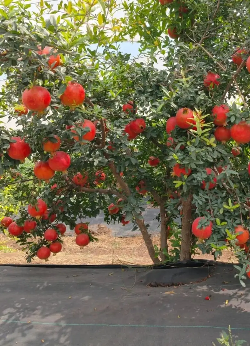 Pomegranate