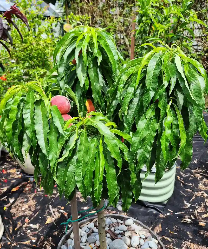 Red Haven Peach