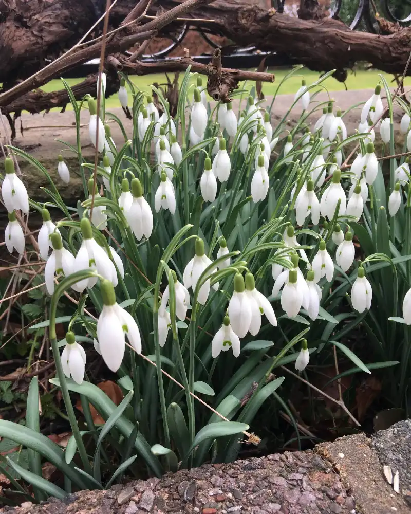 Snowdrop