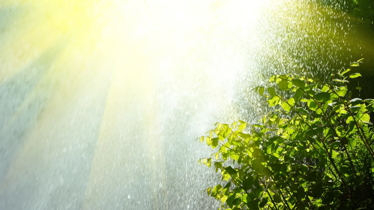 Sun Exposure and Watering Mistakes