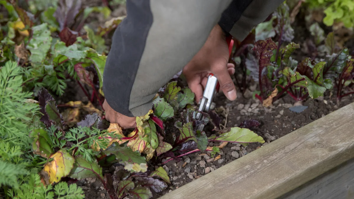 Try Raised Bed Block Planting to Stop Weeds