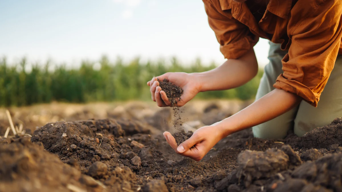 Try the Four Square Rotation to Keep Soil Healthy