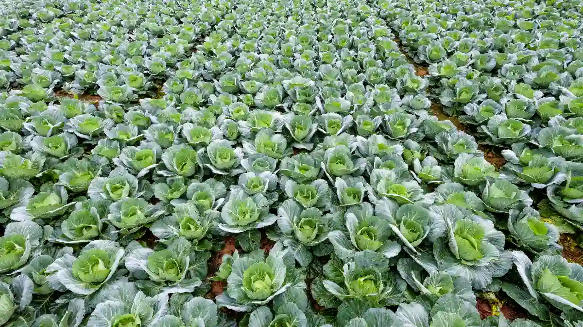 Use Traditional Rows to Maximize Large Plots
