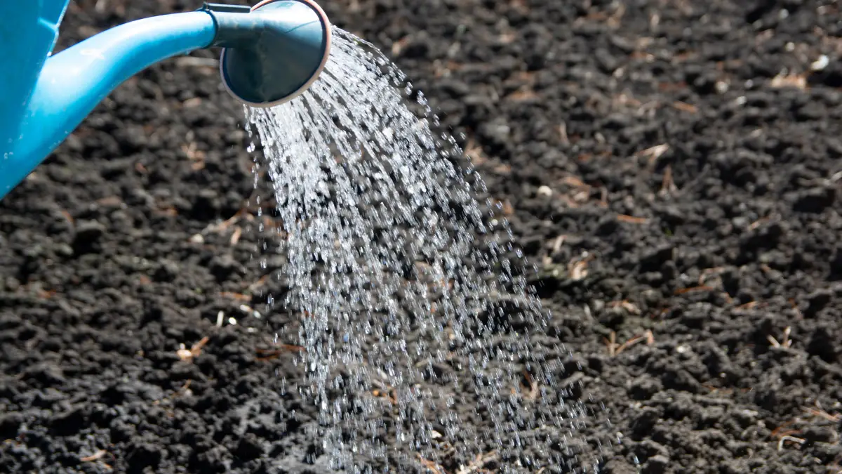 Watering From the Top Too Often