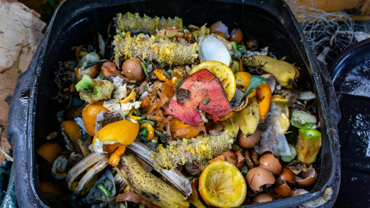 What Not to Put in Your Compost Bin (Common Mistakes to Avoid)