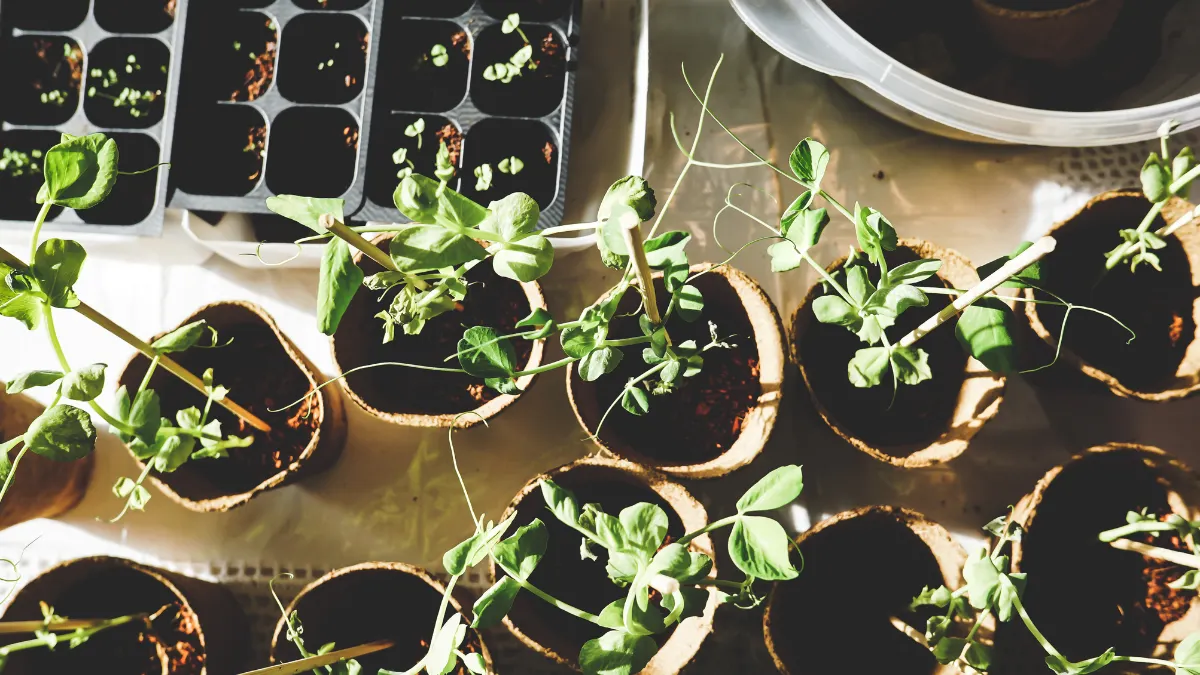 What You Need for Healthy Indoor Seedlings