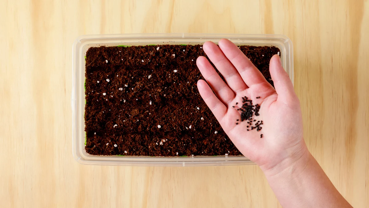 When to Start Seeds Indoors: A Simple Zone-by-Zone Guide