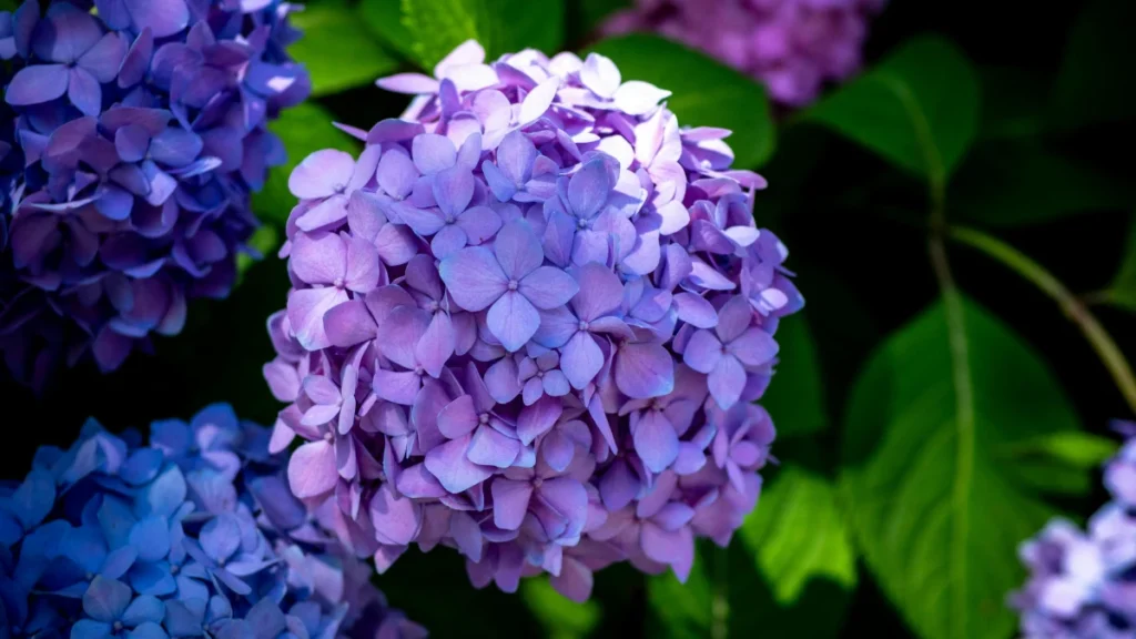 Why Your Hydrangeas Won’t Bloom (and the Easy Fix)