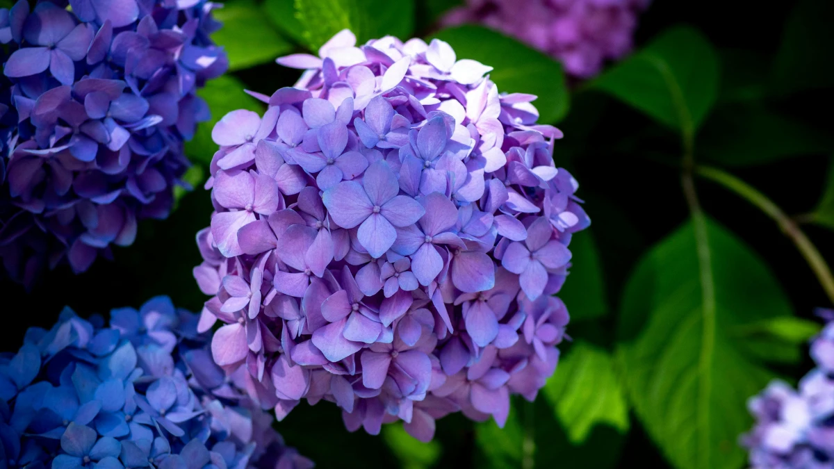 Why Your Hydrangeas