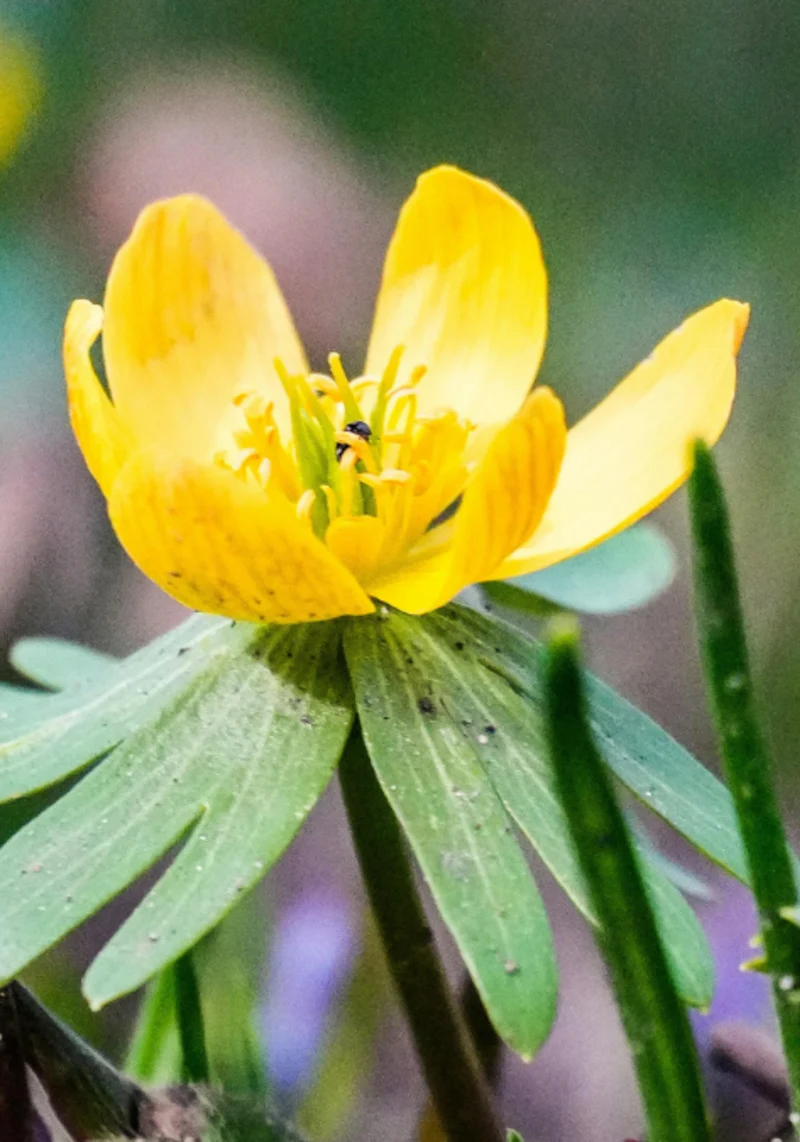 Winter Aconite