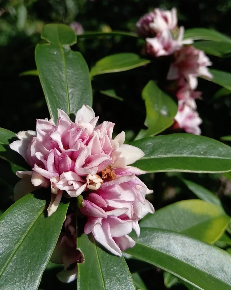 Winter Daphne